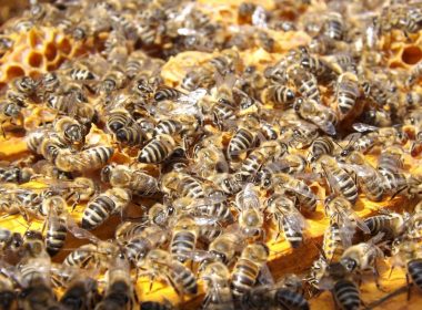 Bees slowly poisoned by pesticides, say scientists 9