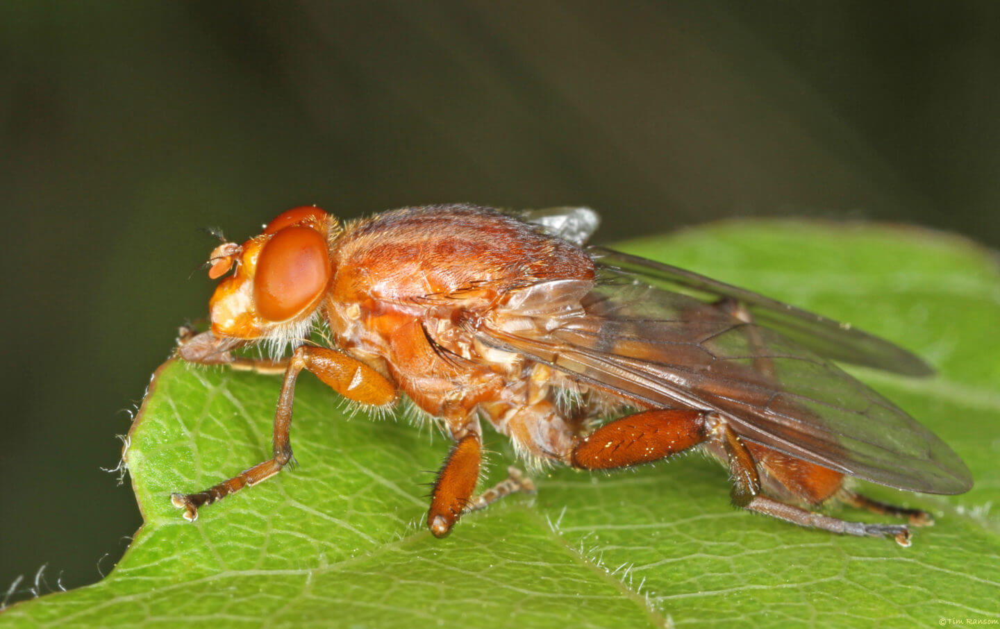 Aspen hoverfly