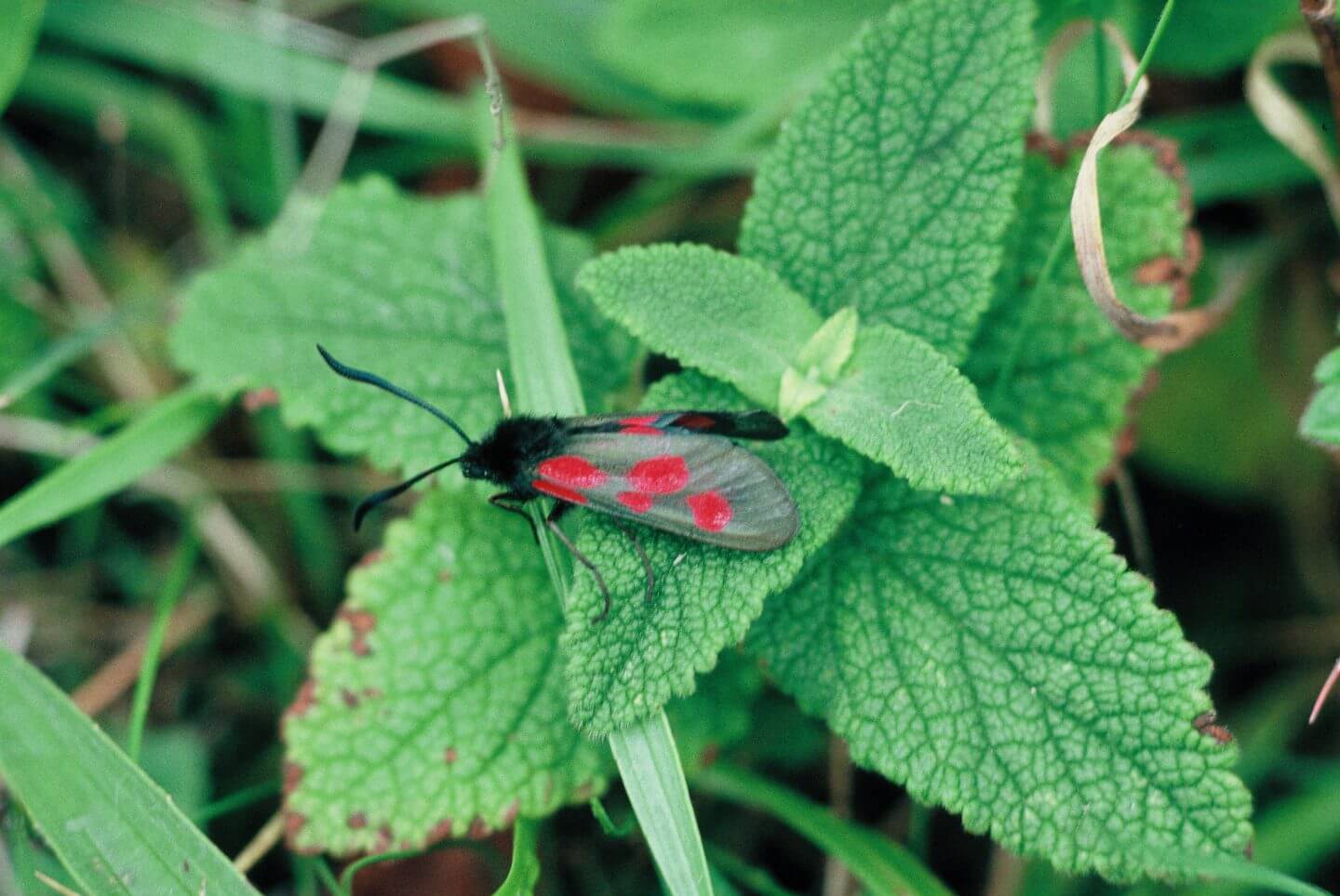 Talisker Burnet Moth