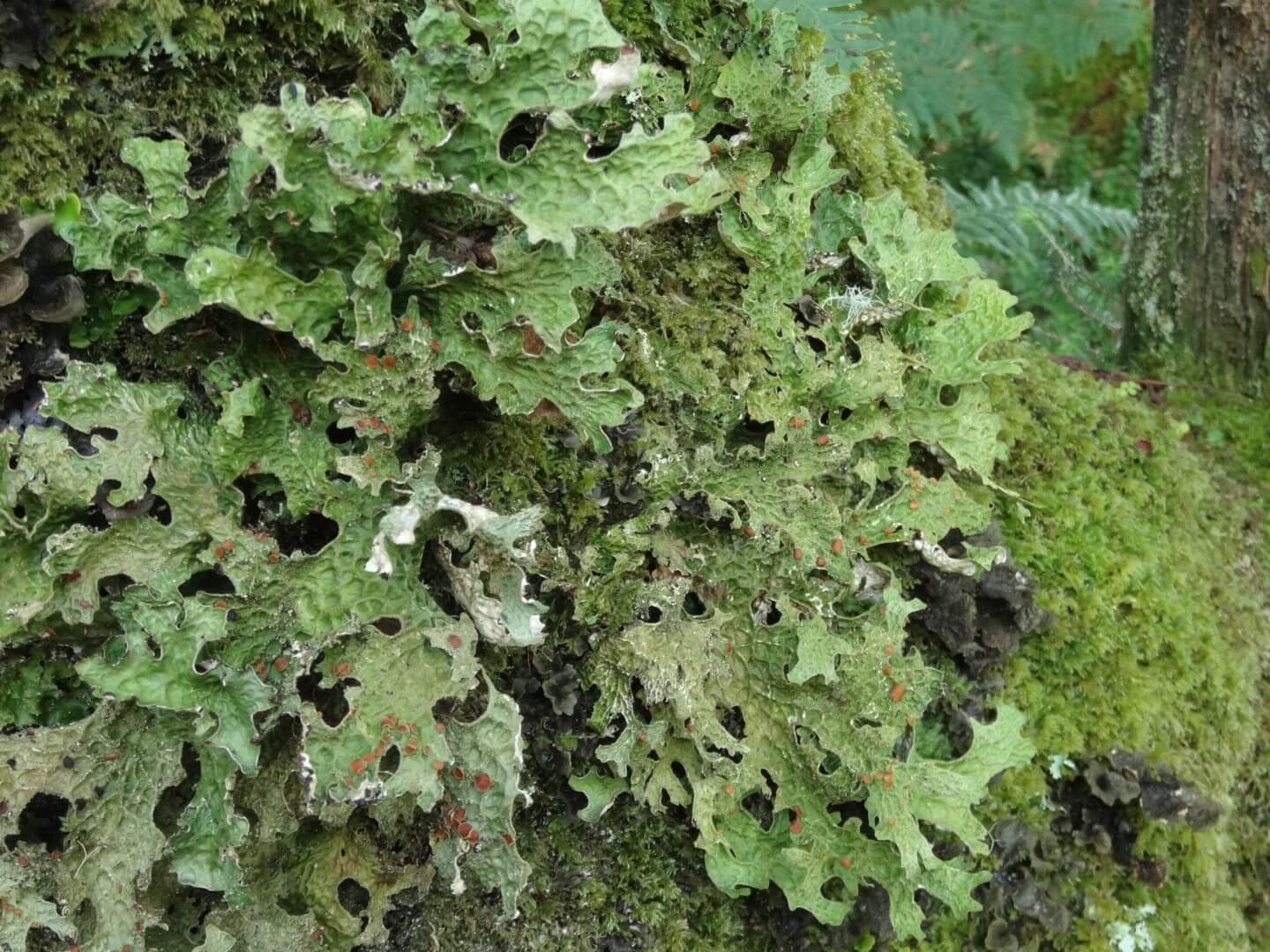Tree lungwort