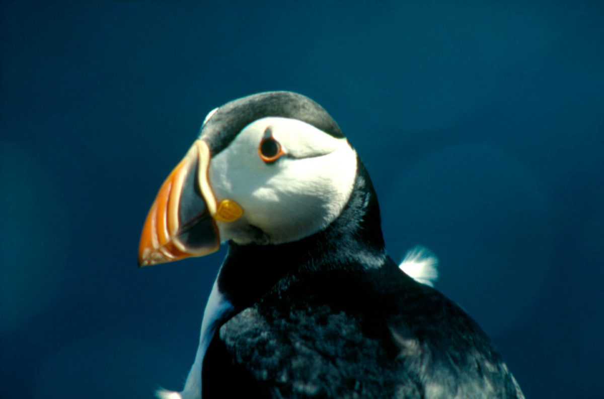 Seabird populations crashing because of climate pollution 8