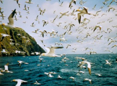 Seabird populations crashing because of climate pollution 7
