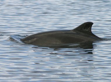Energy firms prevented porpoise protection 4