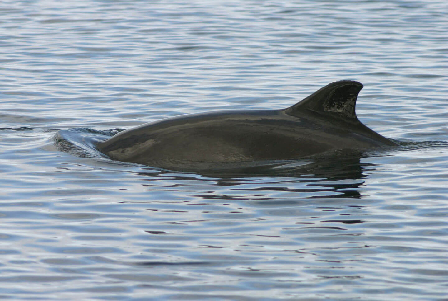Energy firms prevented porpoise protection 7