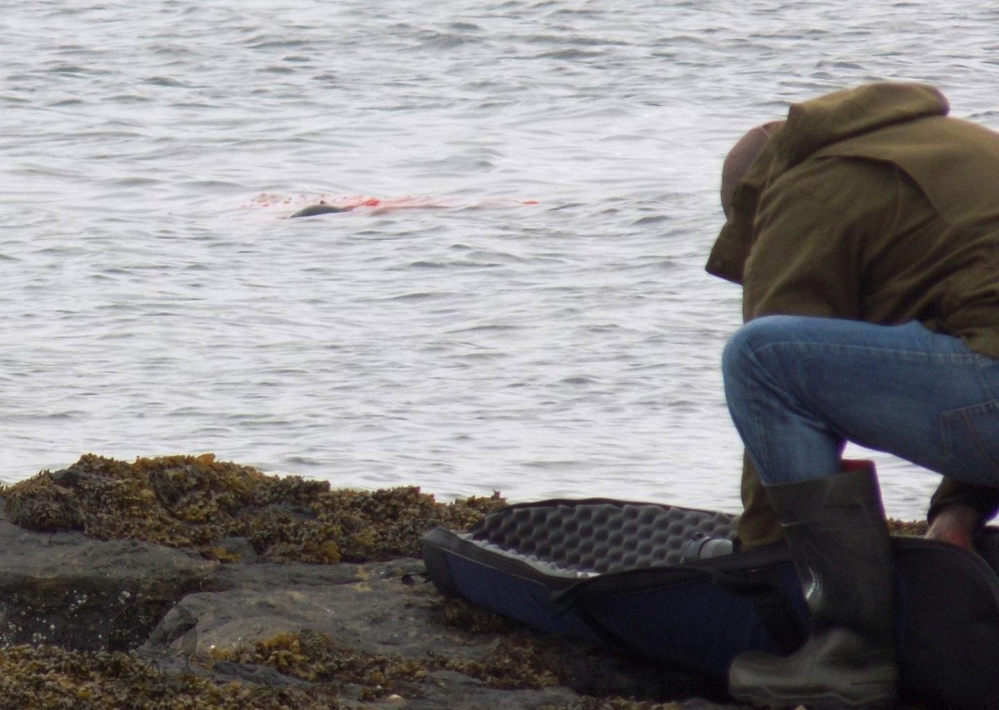 Exposed: the inhumane shooting of hundreds of seals 4
