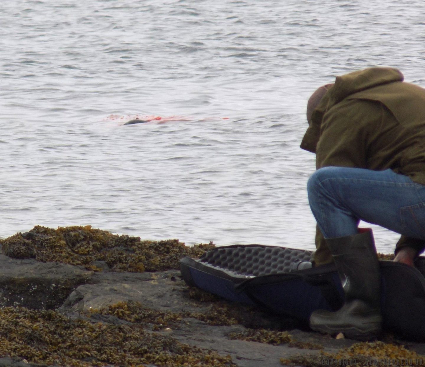 Exposed: the inhumane shooting of hundreds of seals 6