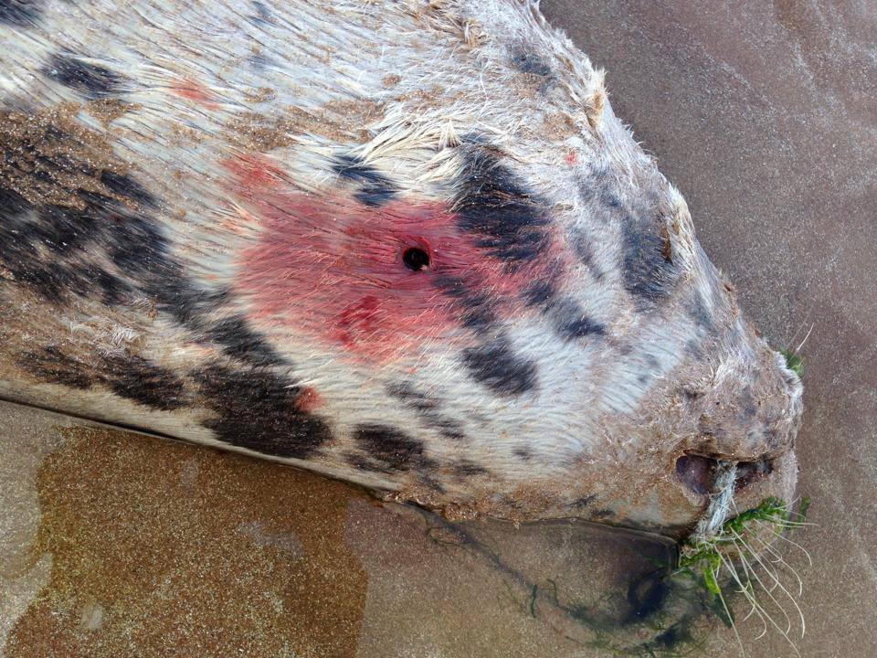 Exposed: the inhumane shooting of hundreds of seals 7
