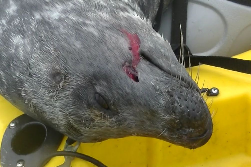 Exposed: the inhumane shooting of hundreds of seals 8