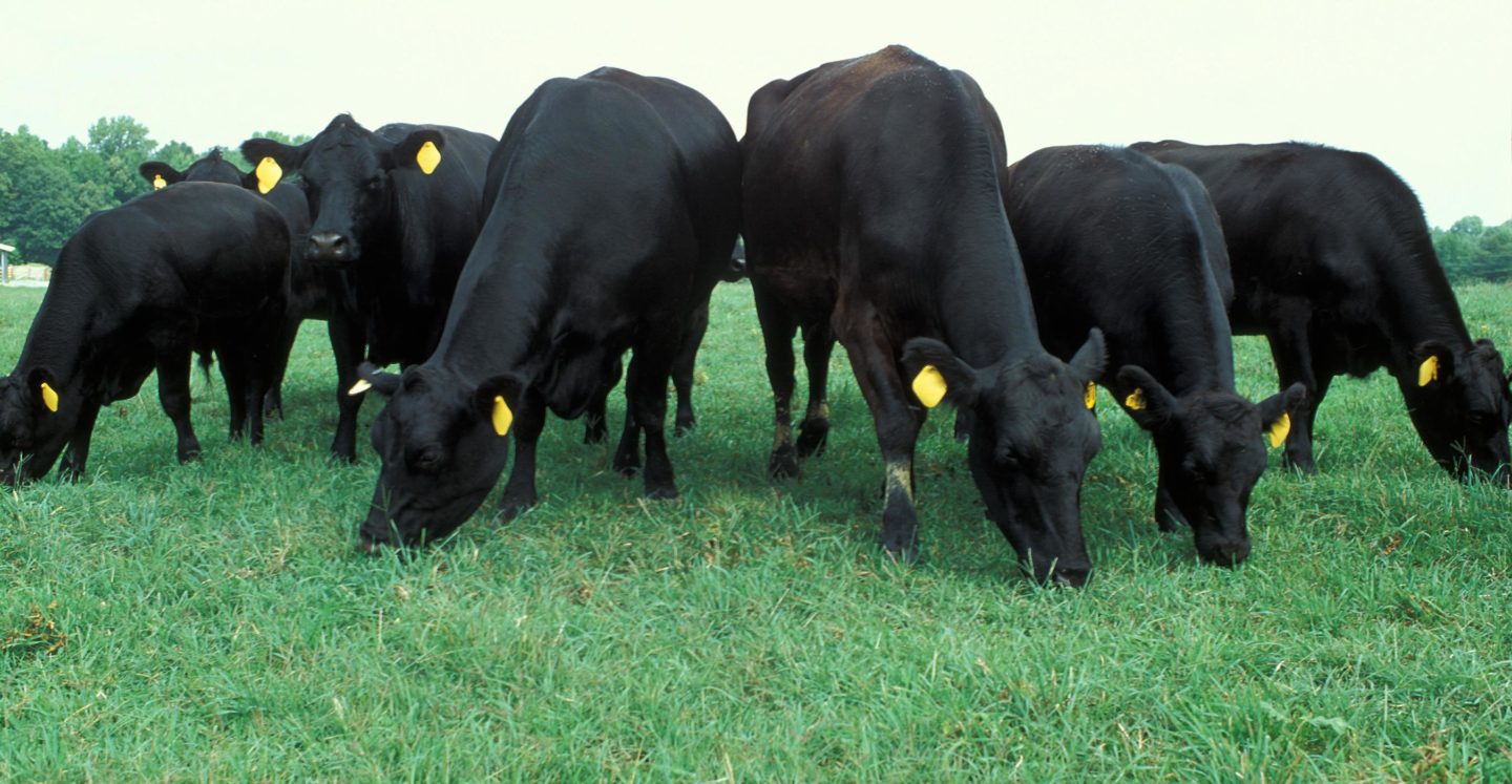 Aberdeen Angus Cattle | CC | Rozmiar pierwotny | http://bit.ly/2eUxH6z