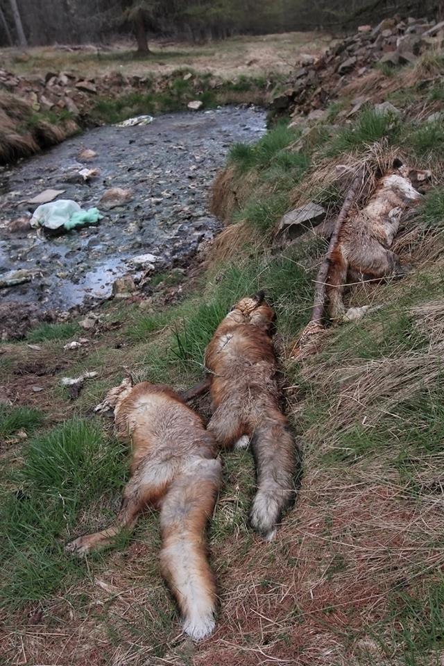 Dead foxes near stink pit
