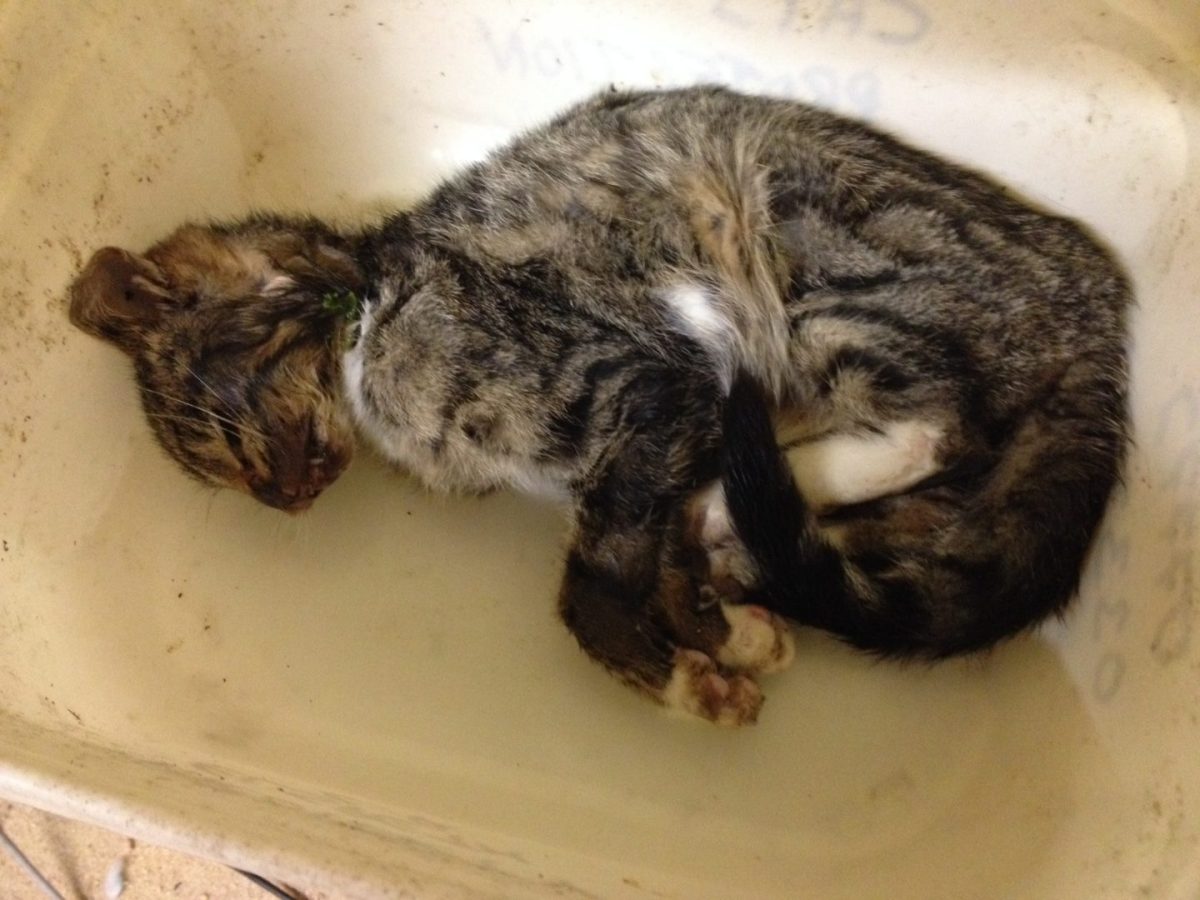 Kitten-road-traffic-victim-crawled-to-feed-basin-to-die-photo-thanks-to-Elspeth-Stirling