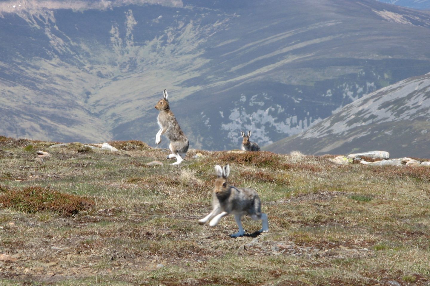 mountain hares