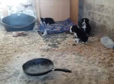 Revealed: Scotland's filthy puppy farms 6