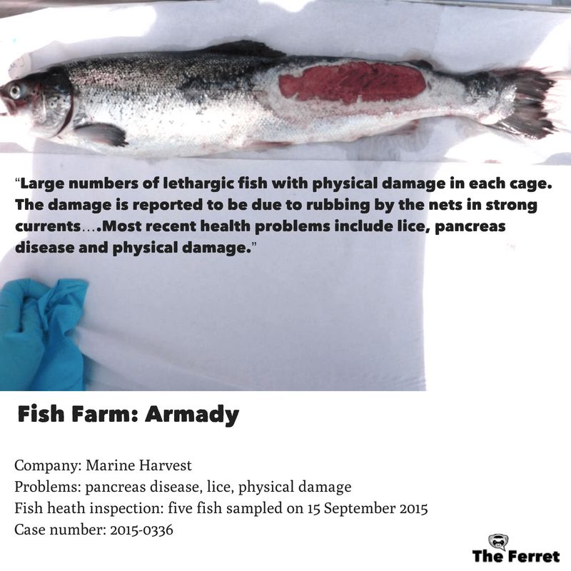 Horror photos of farmed salmon spark legal threat 21