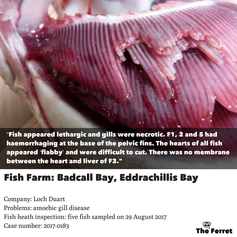 Horror photos of farmed salmon spark legal threat 20