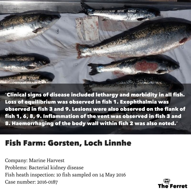 Horror photos of farmed salmon spark legal threat 17
