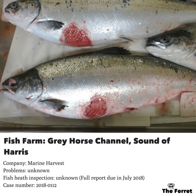 Horror photos of farmed salmon spark legal threat 21