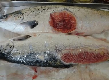 Horror photos of farmed salmon spark legal threat 2