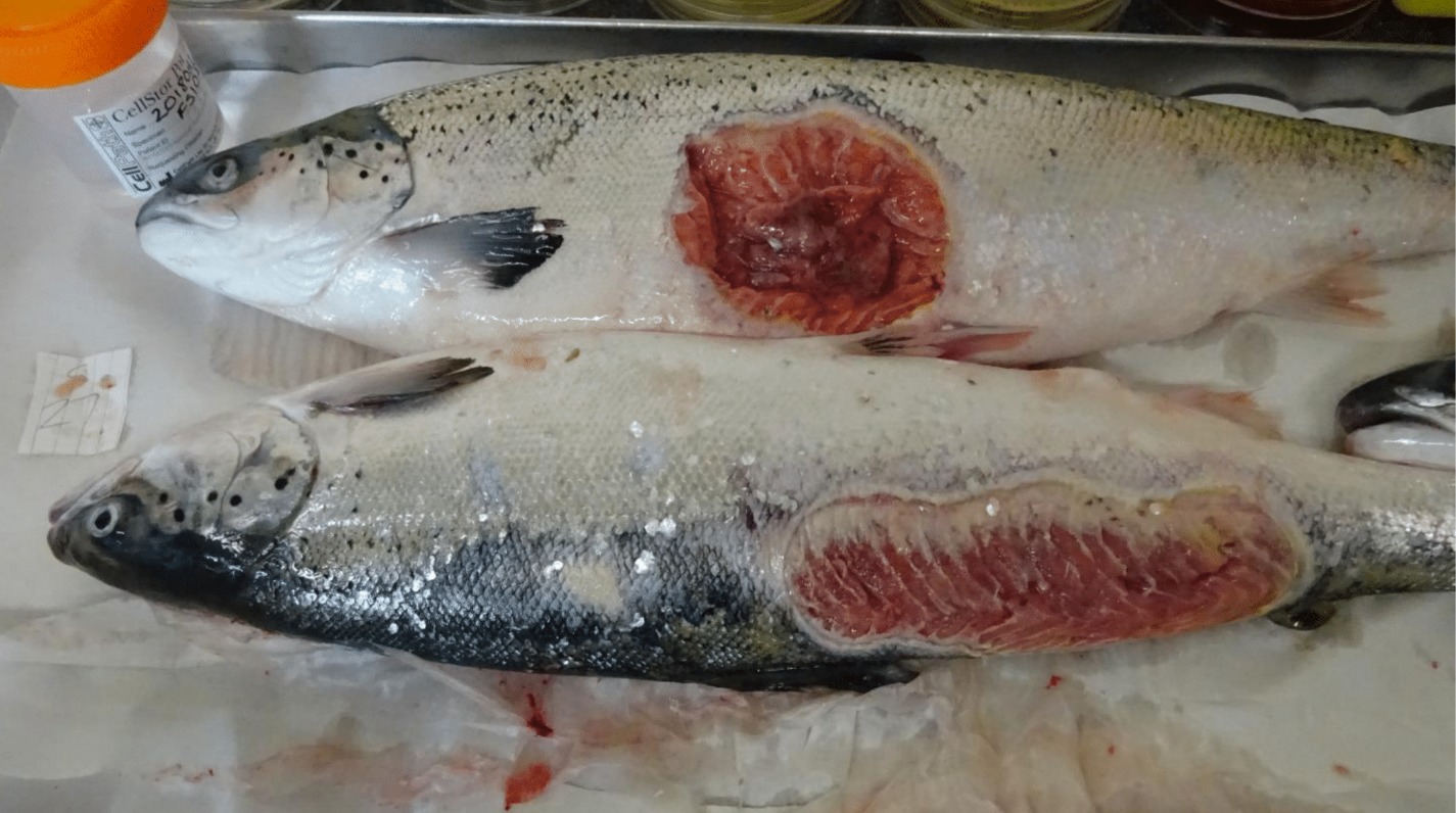 Horror photos of farmed salmon spark legal threat 1