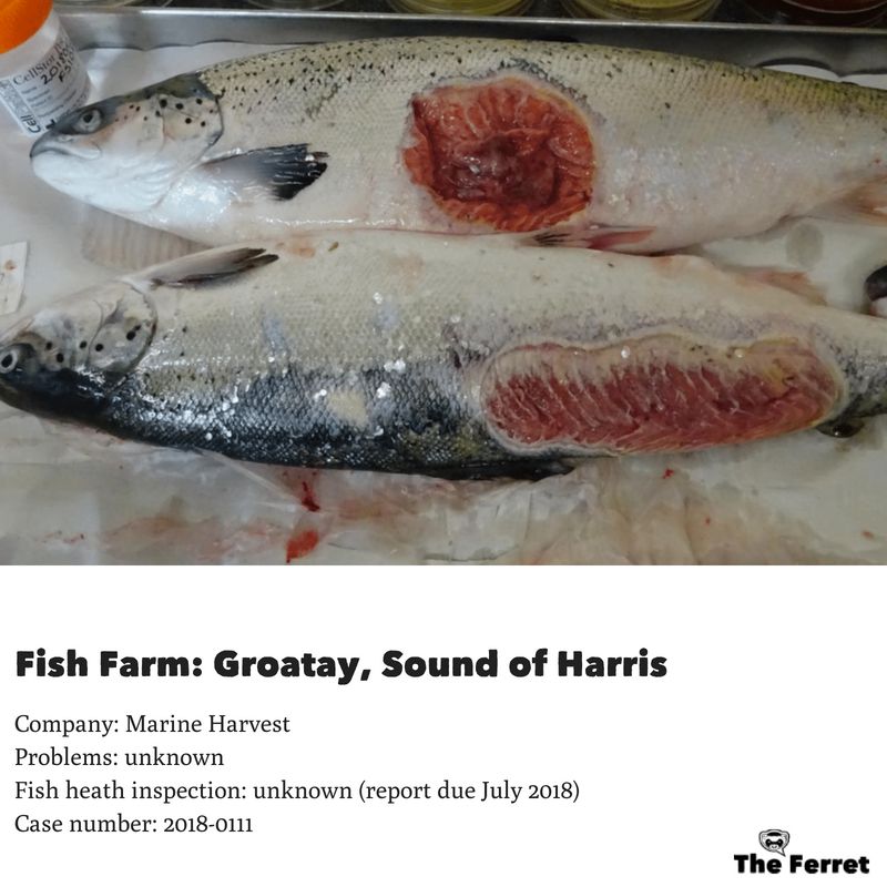 Horror photos of farmed salmon spark legal threat 17