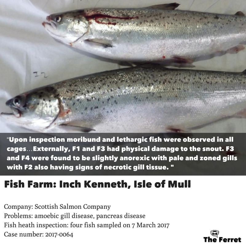 Horror photos of farmed salmon spark legal threat 16