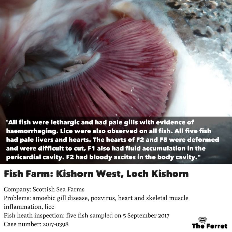 Horror photos of farmed salmon spark legal threat 5