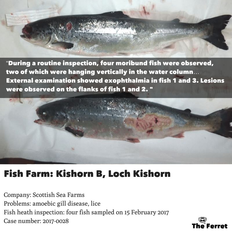 Horror photos of farmed salmon spark legal threat 9