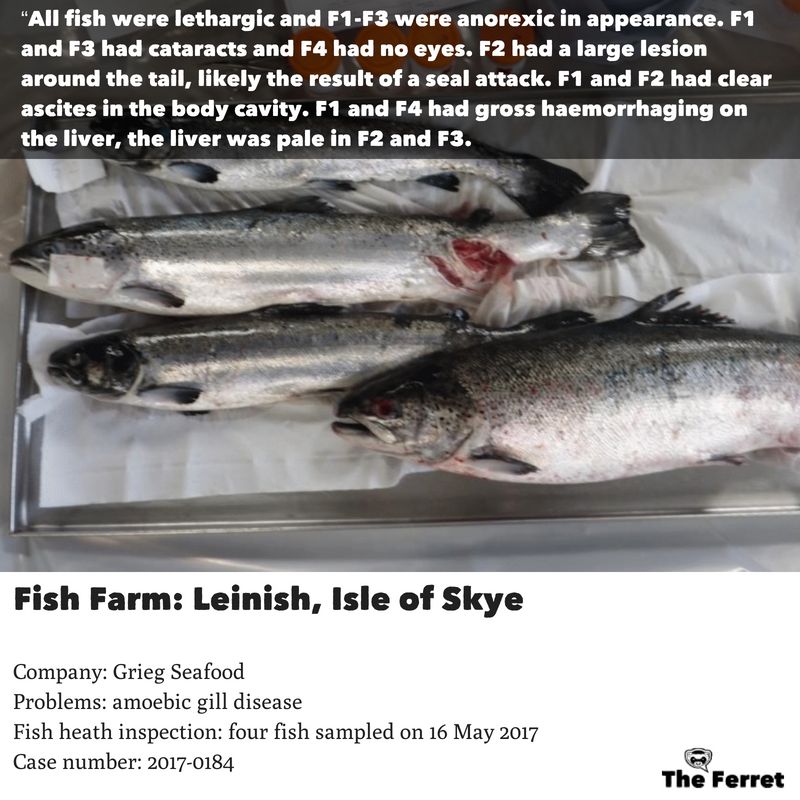 Horror photos of farmed salmon spark legal threat 9