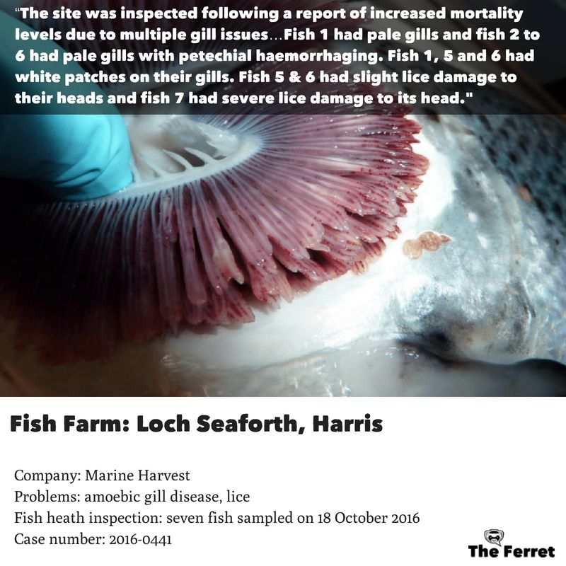 Horror photos of farmed salmon spark legal threat 10