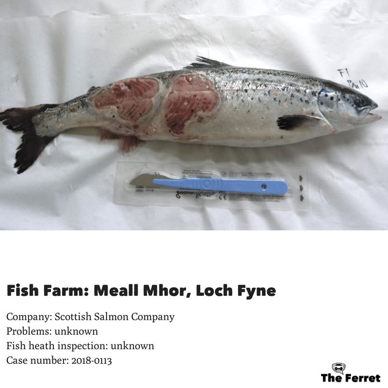 Horror photos of farmed salmon spark legal threat 12