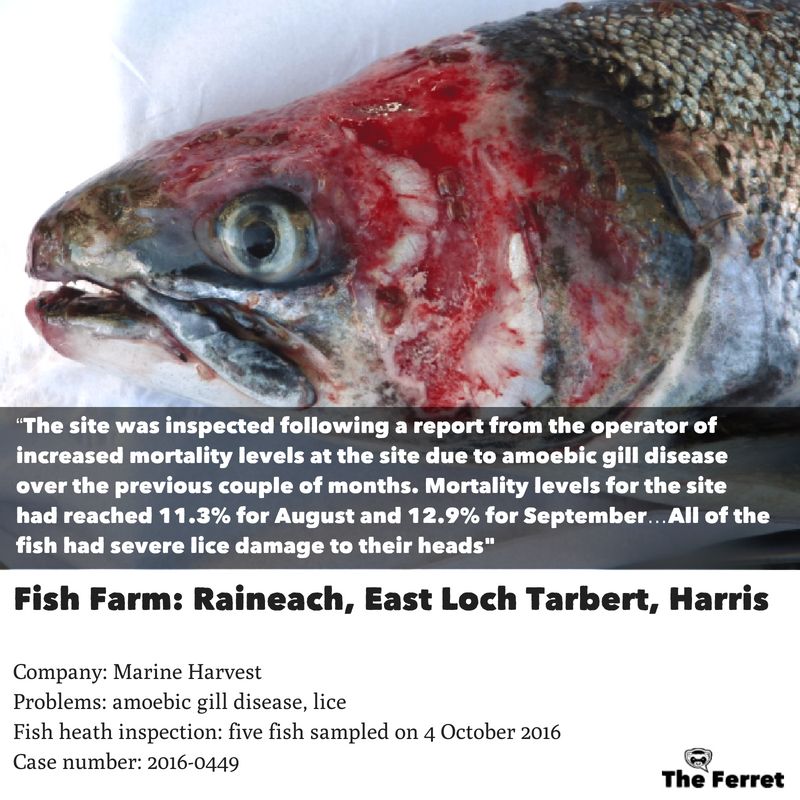 Horror photos of farmed salmon spark legal threat 14
