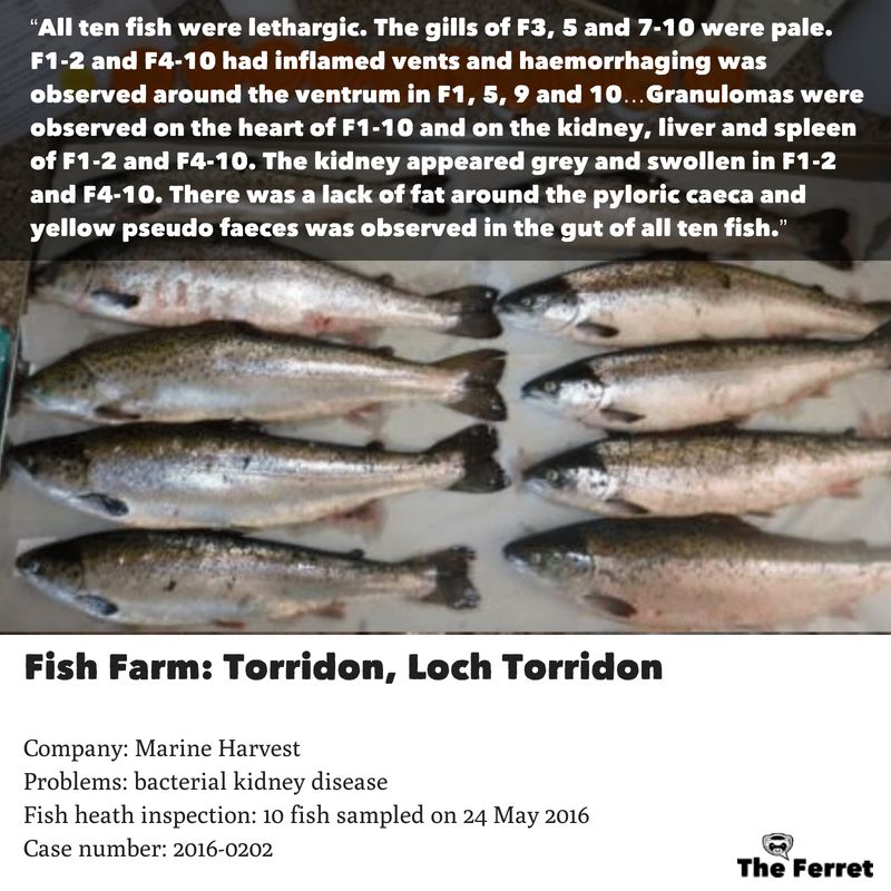 Horror photos of farmed salmon spark legal threat 8