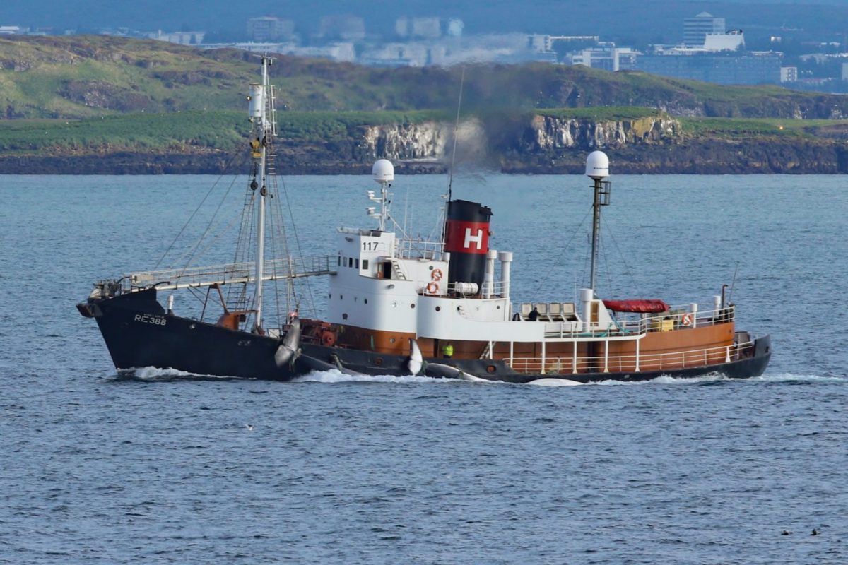 The Hvalur 8 bringing in a Fin whale (right) and a Blue whale (left).