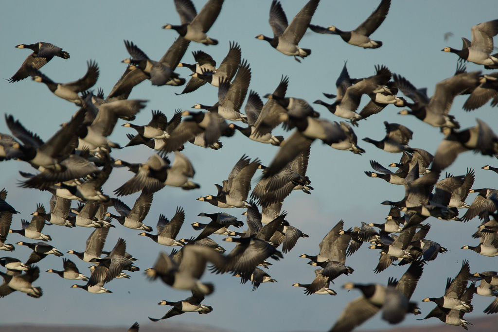 geese
