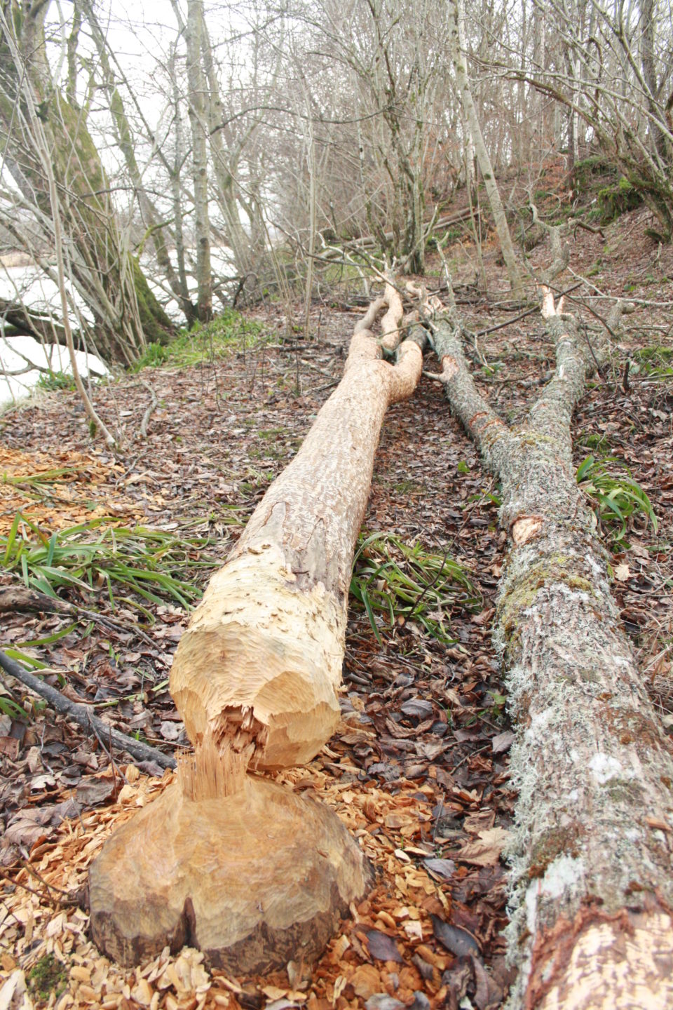 beavers
