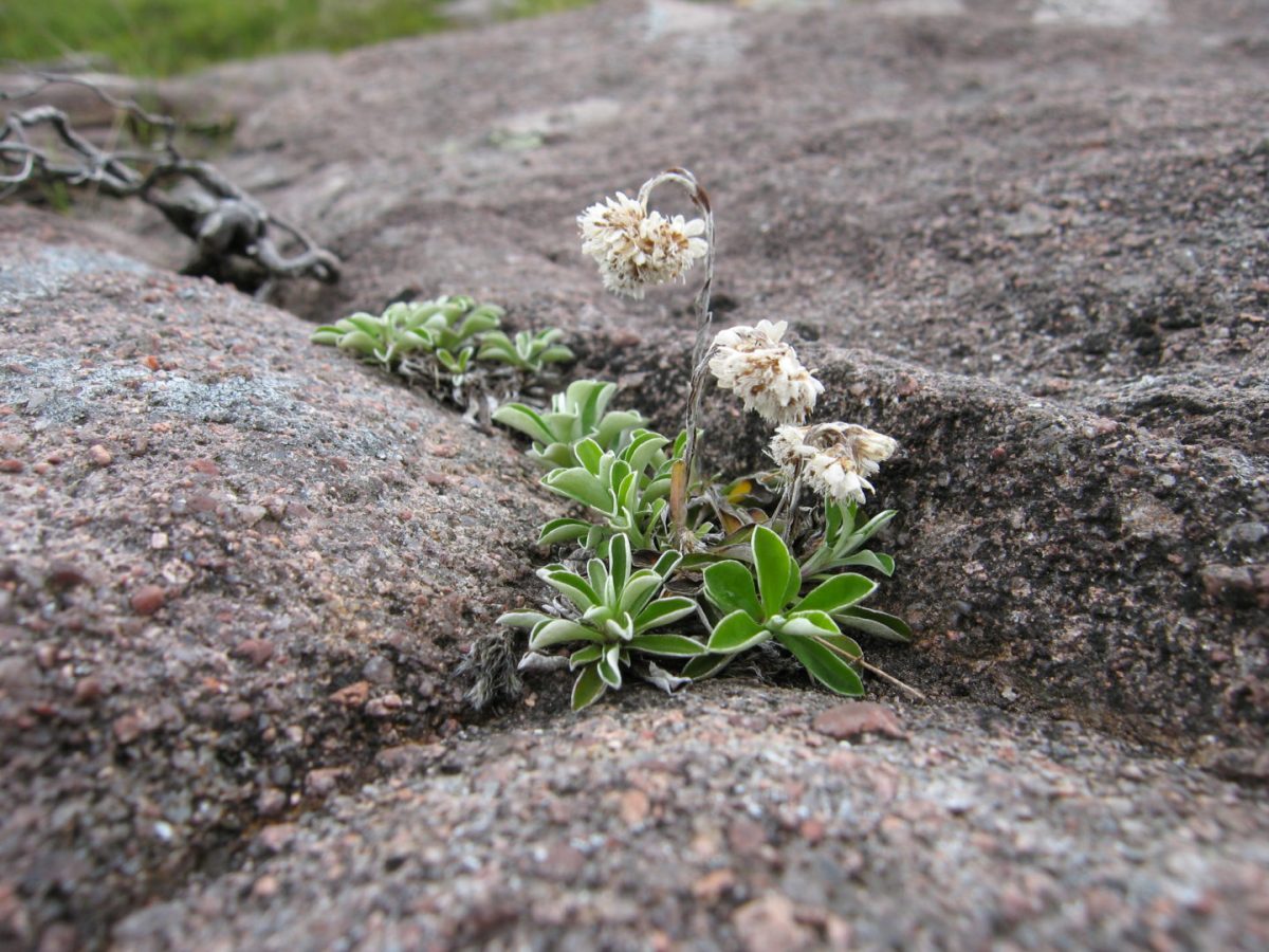Antennaria dioica (W Ross, July 2009) Exhaust fumes blamed for killing mountain wildlife 2