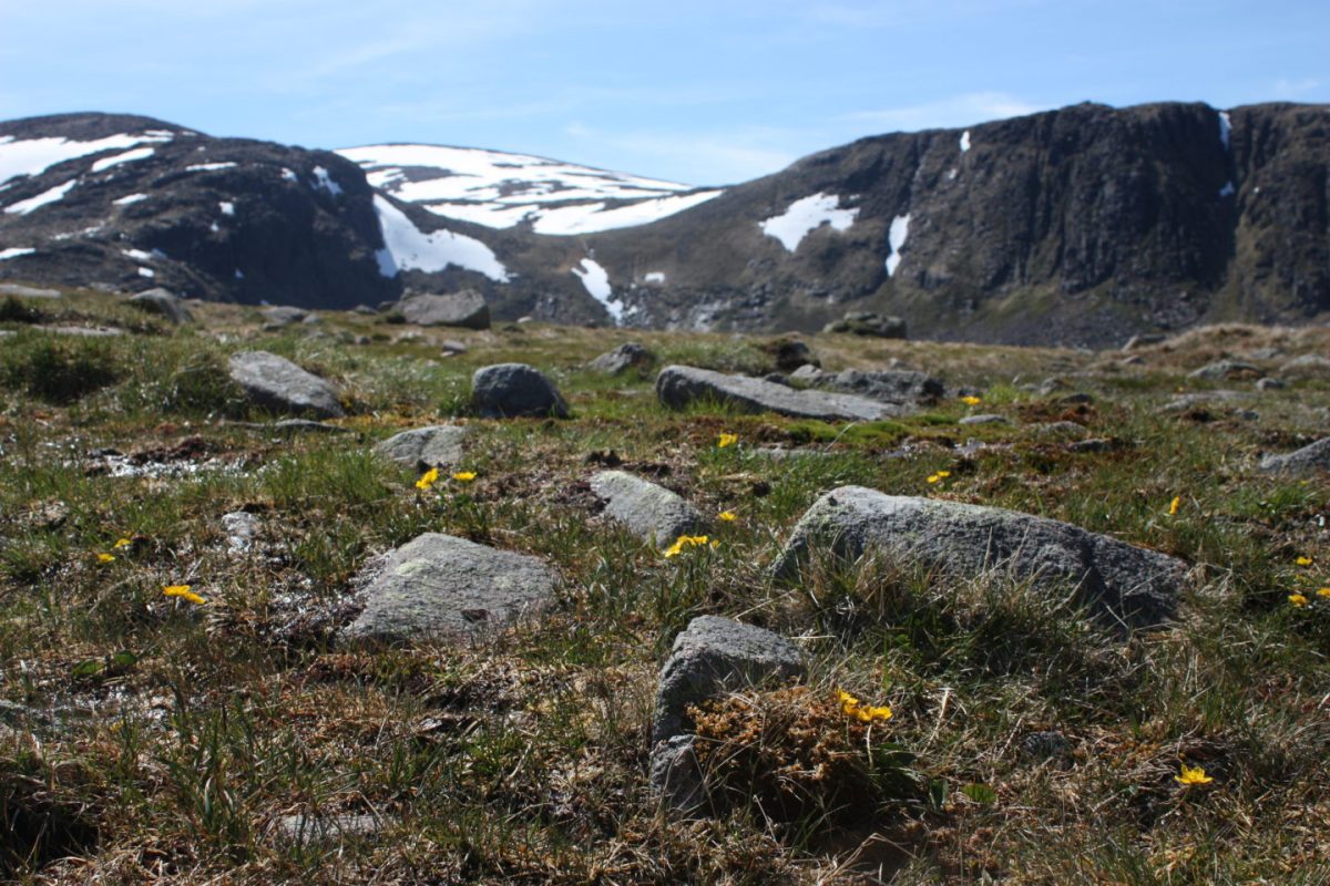 CairngormPlateau Exhaust fumes blamed for killing mountain wildlife 3