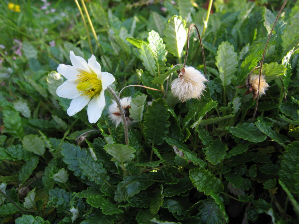 Dryas octopetala 2 Exhaust fumes blamed for killing mountain wildlife 4