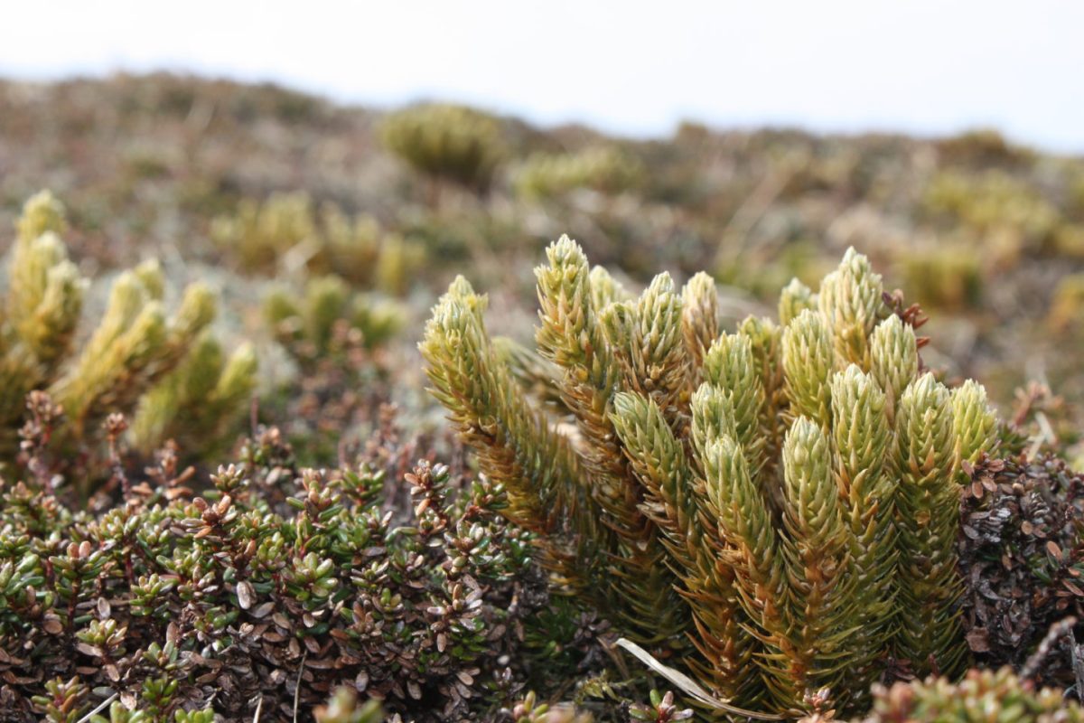 Fir clubmoss1 nitrogen