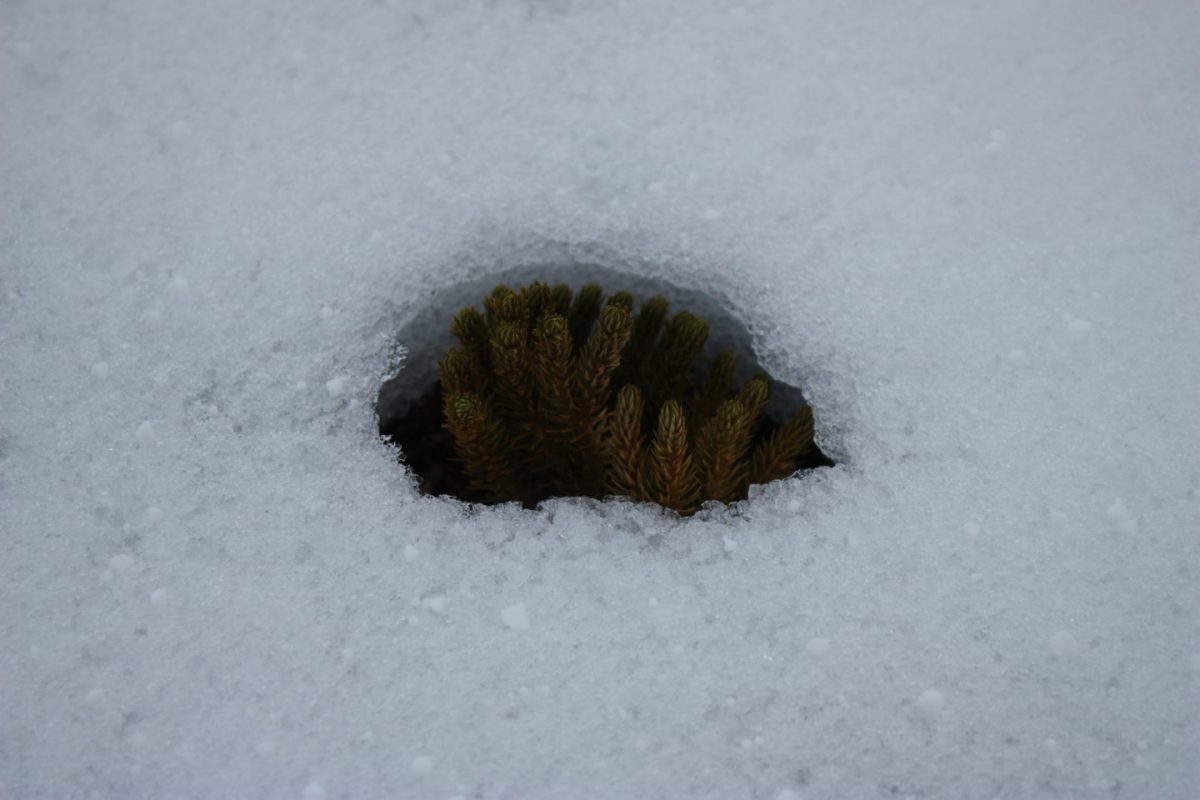 Fir clubmoss2 Exhaust fumes blamed for killing mountain wildlife 6