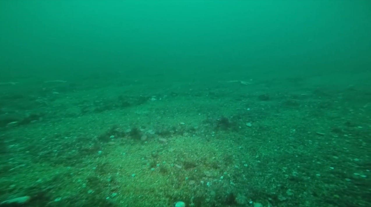 Published: film of seabed 'pulverised' by scallop dredging