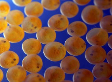 Deadly virus outbreak prompted fears over import of fish farm eggs to Scotland 4