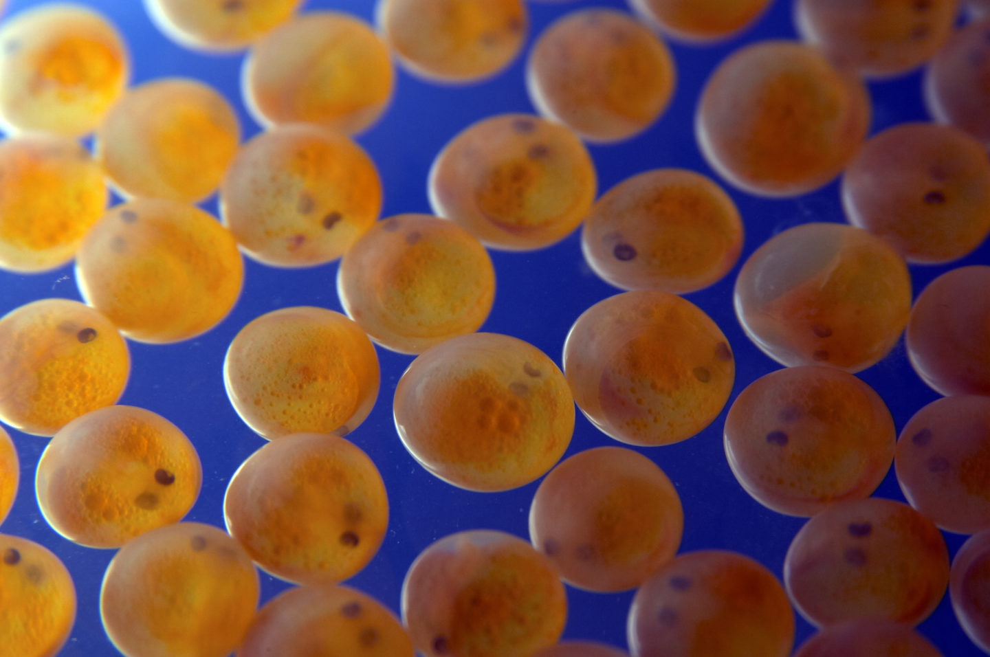 Deadly virus outbreak prompted fears over import of fish farm eggs to Scotland 1