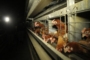 caged hen