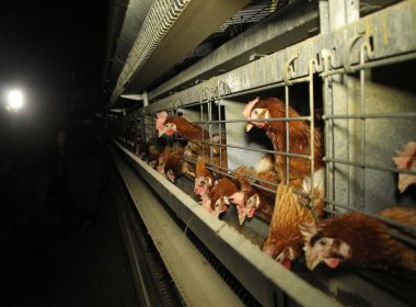 caged hen