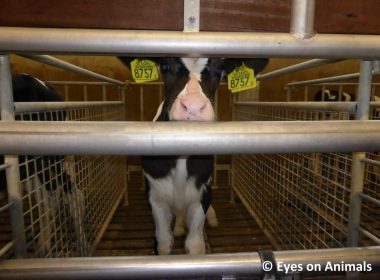 Revealed: the suffering faced by Scotland's farm animals during live transport 1