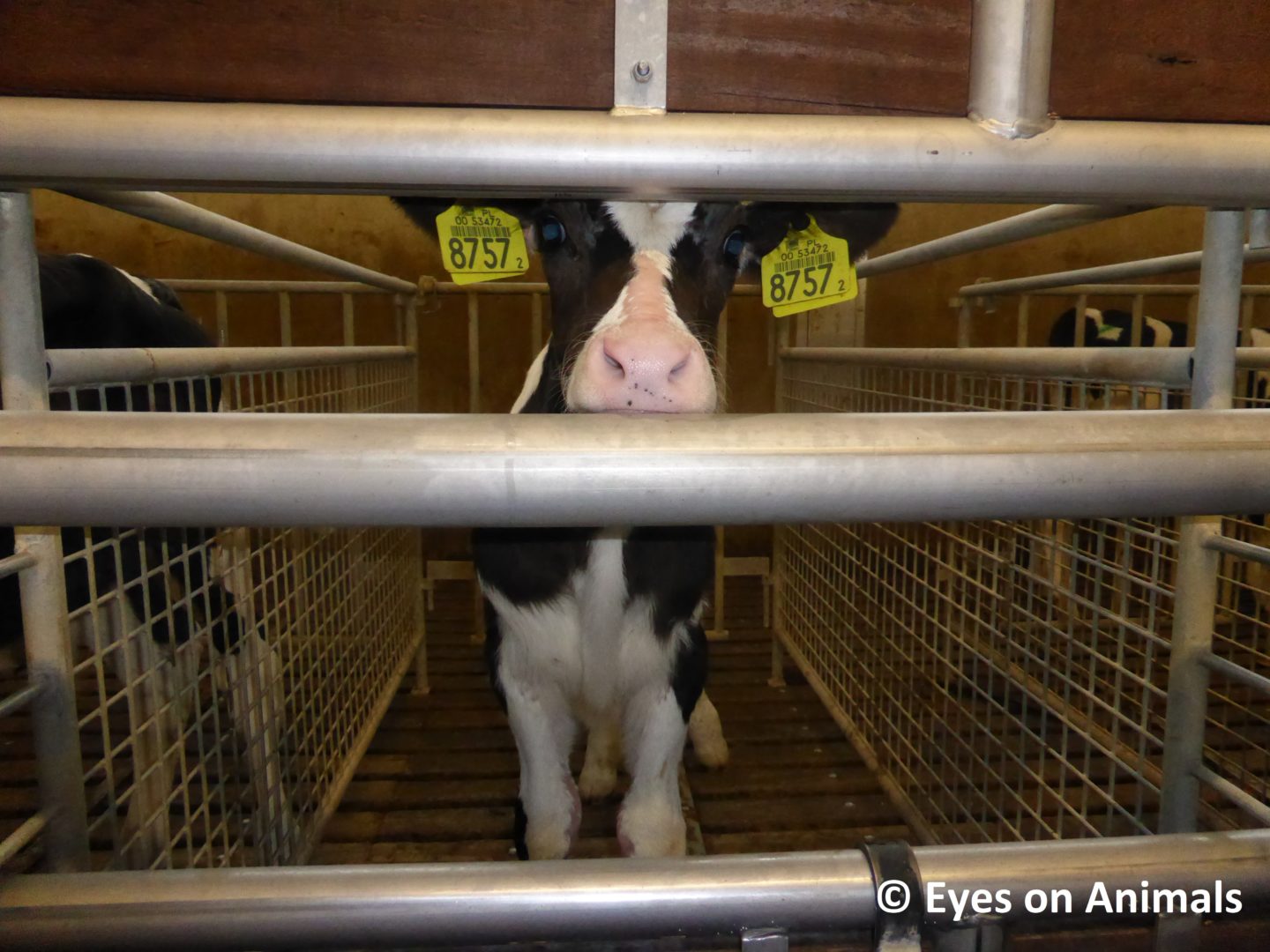 Revealed: the suffering faced by Scotland's farm animals during live transport 8