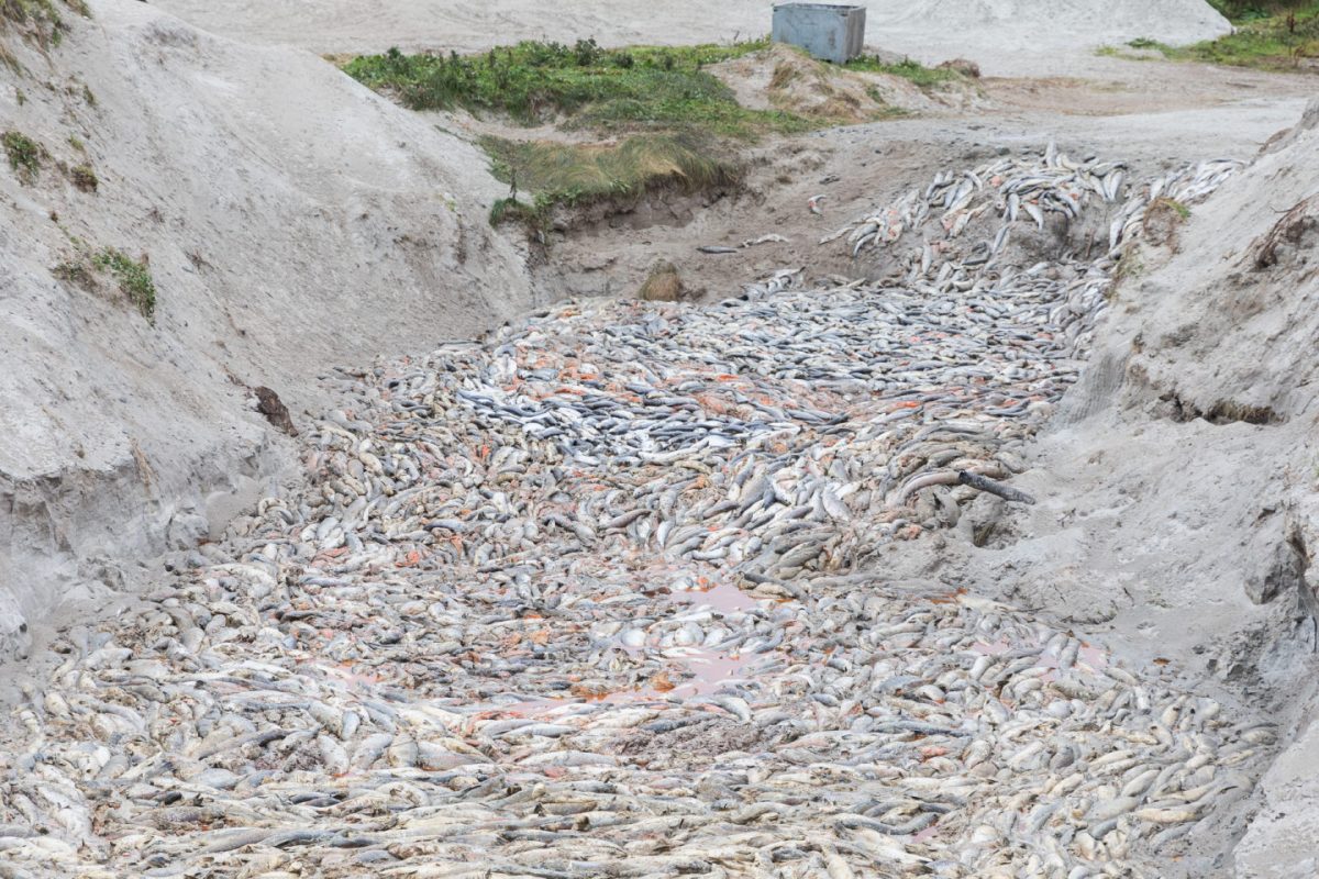 salmon deaths