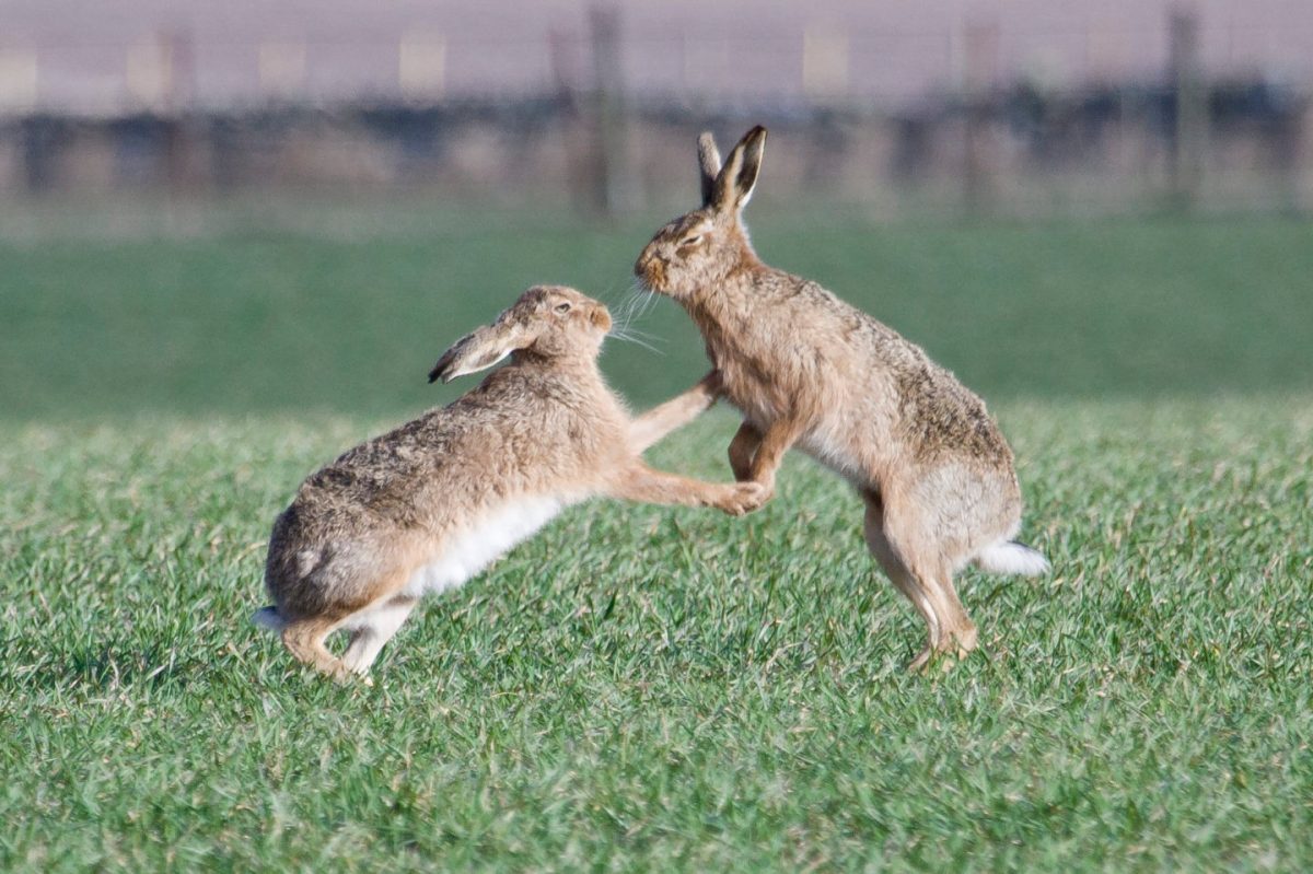 brown hares