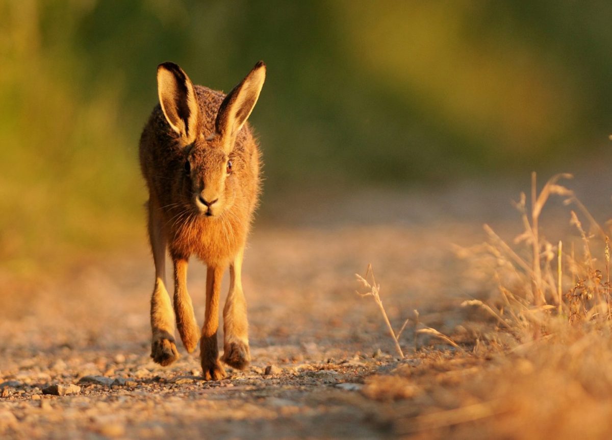 brown hares